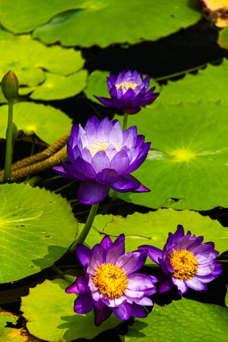 Flower 2 by AIRTON PIRES JUNIOR, Photography for Sale on Singulart