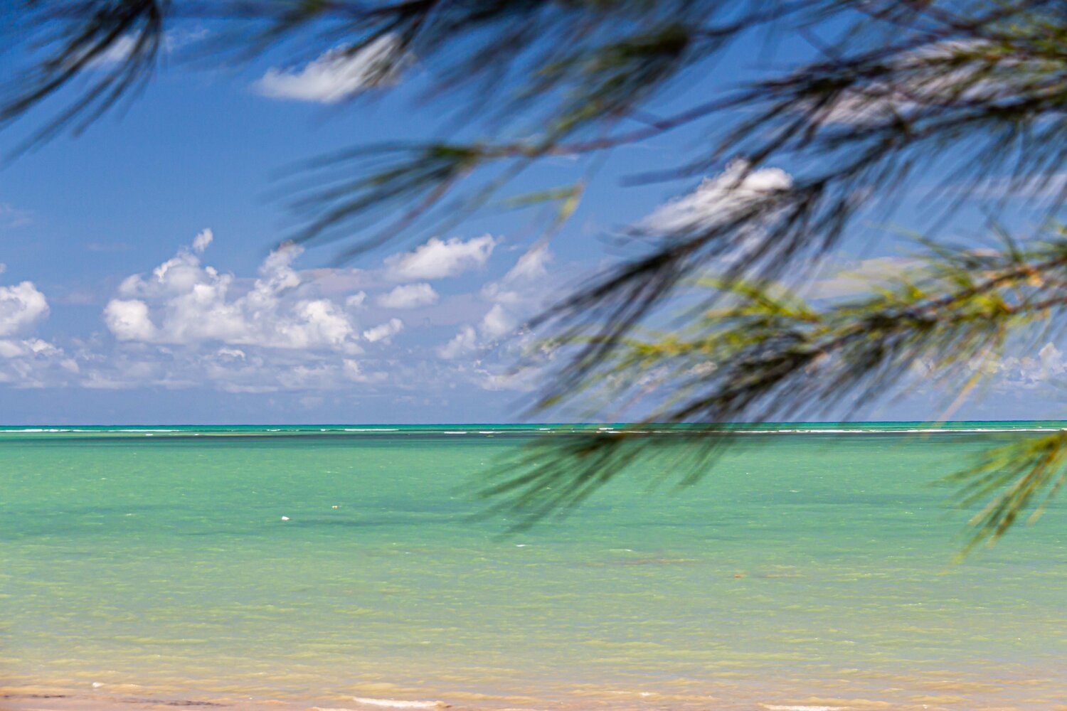 Shades of Greens AIRTON PIRES JUNIOR Photography for sale