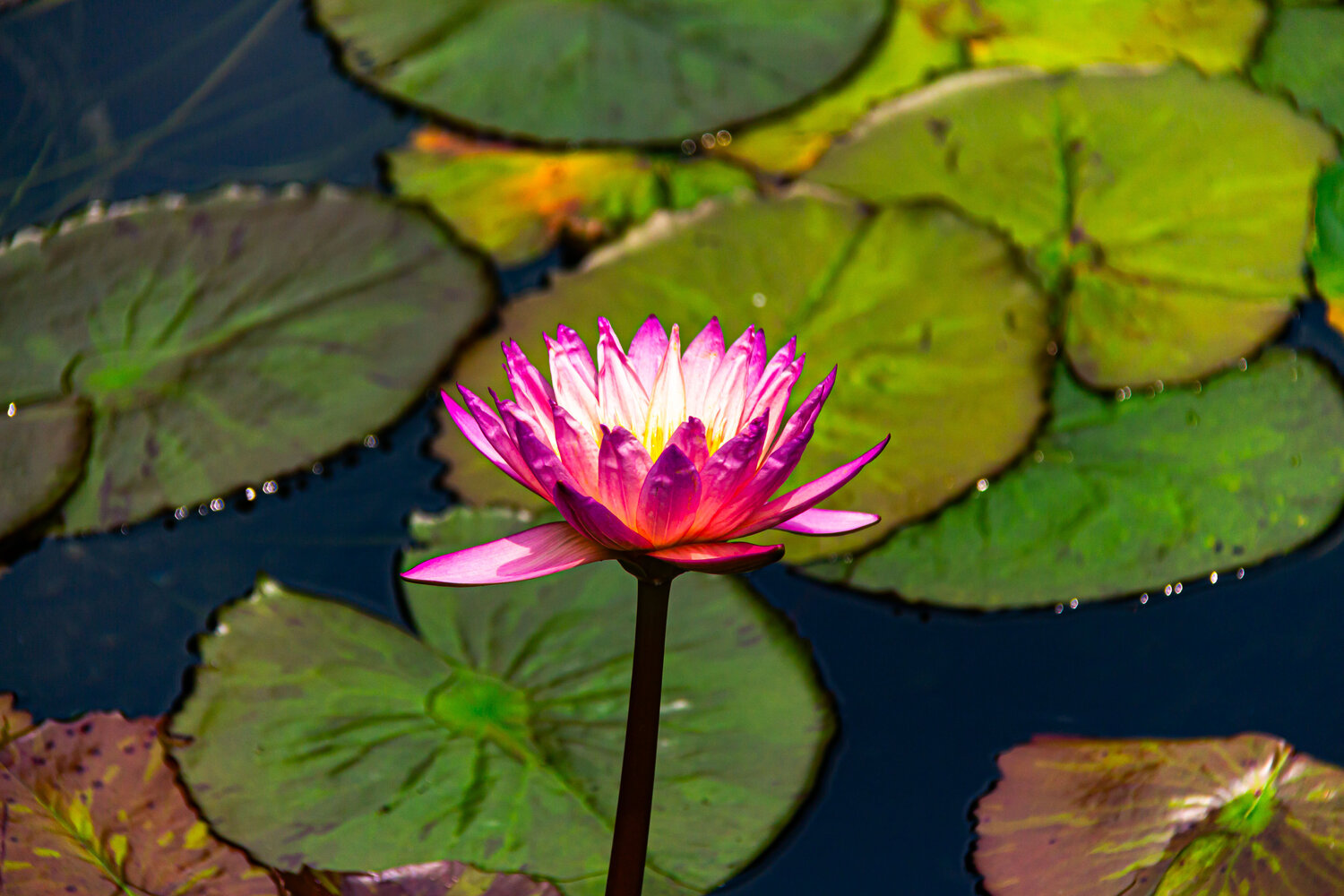 Flower 1 AIRTON PIRES JUNIOR Photographie à vendre