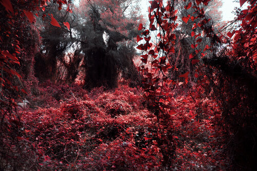 RED FOREST (II) von Susana Galbis Ibáñez, Fotografie kaufen auf Singulart
