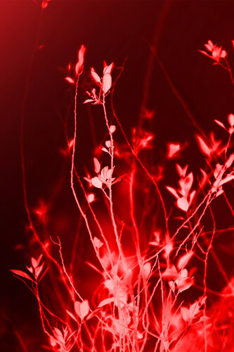 Crimson Night Garden I by Susana Galbis Ibáñez, Photography for Sale on Singulart