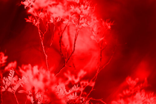 Crimson Night Garden II de Susana Galbis Ibáñez, Fotografía a la venta en Singulart