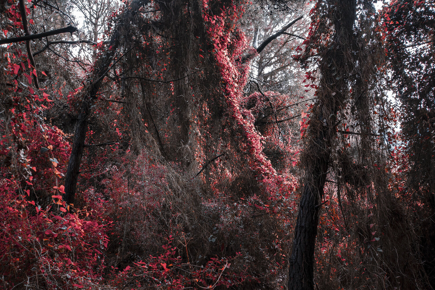RED FOREST Susana Galbis Ibáñez Photographie à vendre