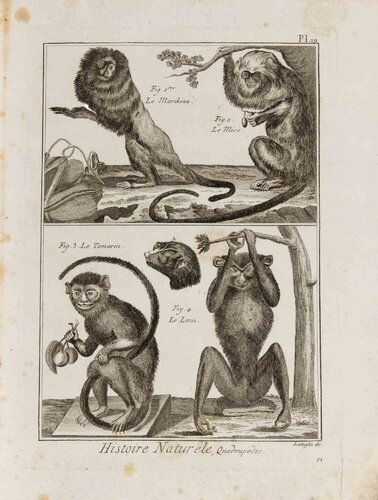 Le Marikina, Le Mico, Le Tamarin et Le Loris by Pietro Scattaglia, Print for Sale on Singulart