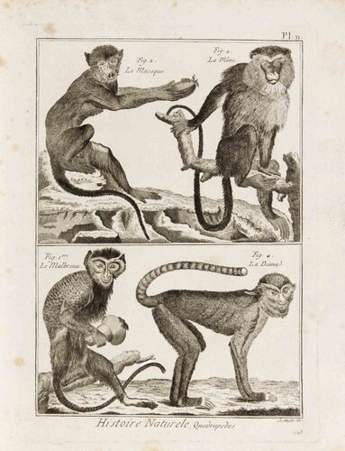 Le Malbrouc, Le Macaque, La Mone et La Diane van Pietro Scattaglia, Afdruk te koop op Singulart