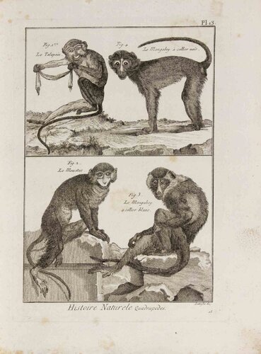 Le Talapoin, Le Moustac, Le Mangabey à Collier Blanc et Le Mangabey à Collier Noir van Pietro Scattaglia, Afdruk te koop op Singulart