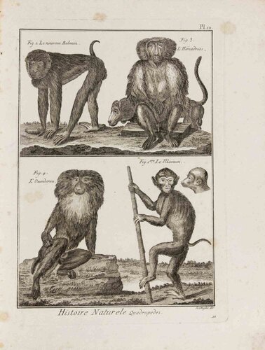 Le Maimon, Le Nouveau Babouin, L’Hamadrias et L’Ouandero by Pietro Scattaglia, Print for Sale on Singulart