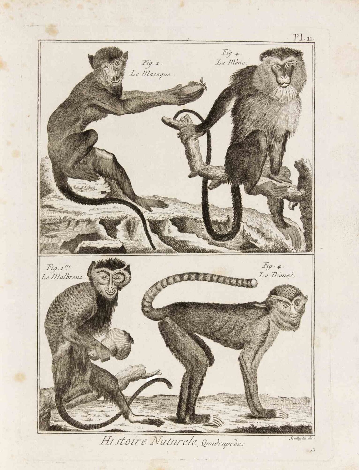 Le Malbrouc, Le Macaque, La Mone et La Diane Pietro Scattaglia Afdruk te koop