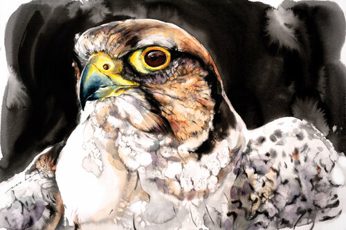 Falcon2 Soo Beng Lim