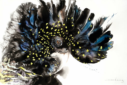 Australian Black Cockatoo Soo Beng Lim