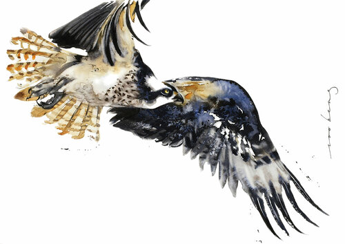 Flight of Falcon (SOLD) Soo Beng Lim