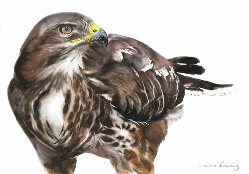 Buzzard Strength Soo Beng Lim