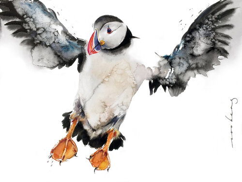 Puffin Display Soo Beng Lim