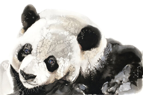 Panda Musings Soo Beng Lim