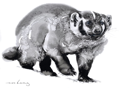 Badger Digger Soo Beng Lim