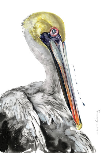 Pelican Spirit by Soo Beng Lim, Drawing for Sale on Singulart