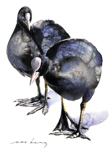 Coots in Tandem by Soo Beng Lim, Drawing for Sale on Singulart