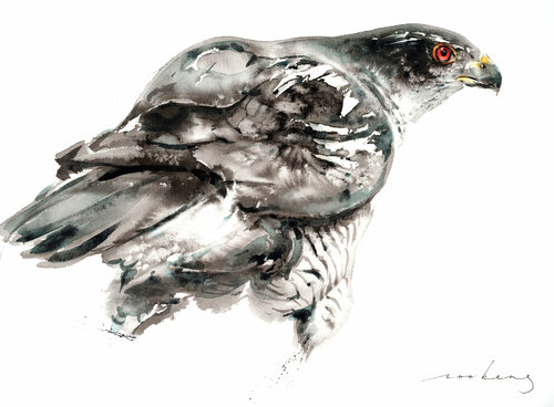 Goshawk (SOLD) van Soo Beng Lim, Tekening te koop op Singulart