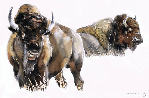 Bison Soo Beng Lim