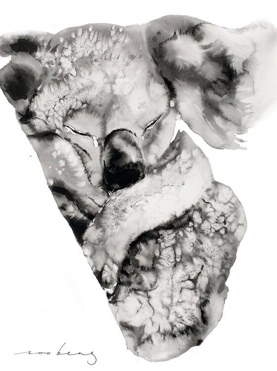 Koala Winks Soo Beng Lim