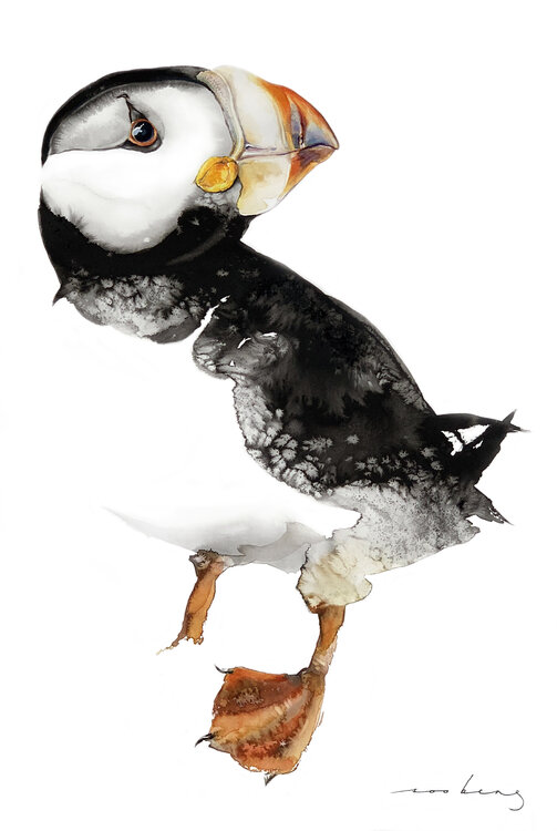 Puffin Wonder Soo Beng Lim