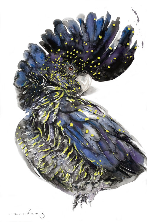 Australian Black Cockatoo2 (SOLD) Soo Beng Lim
