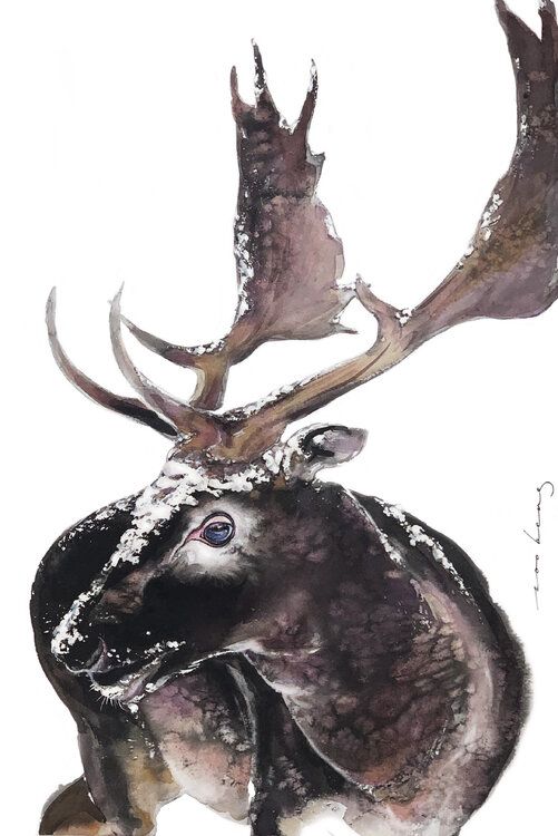 Antlers Soo Beng Lim
