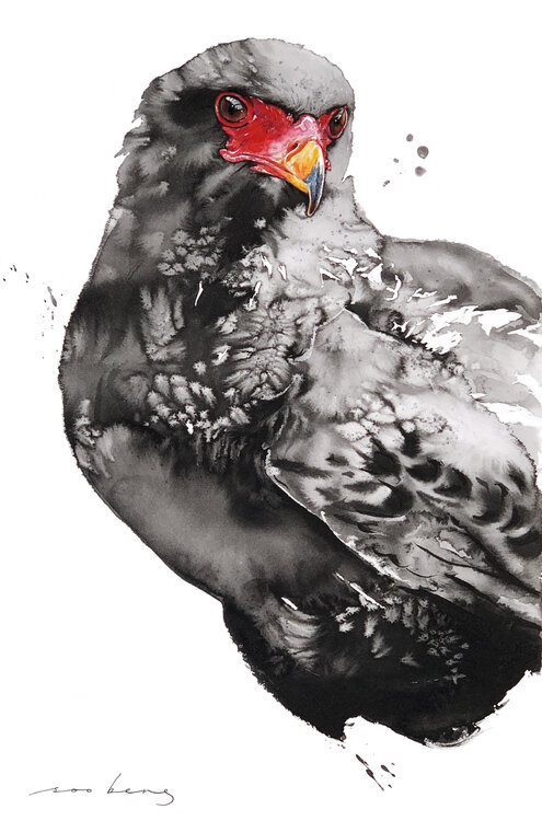 Hawk-Eagle Soo Beng Lim