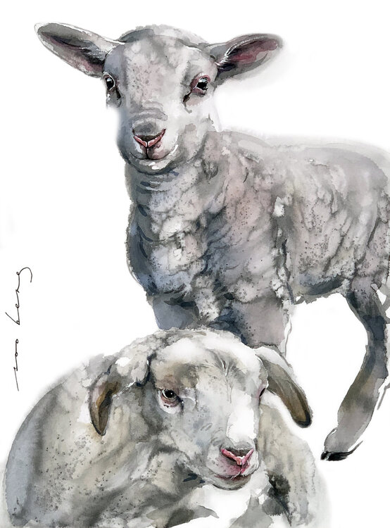 Twin Lambs (SOLD) Soo Beng Lim