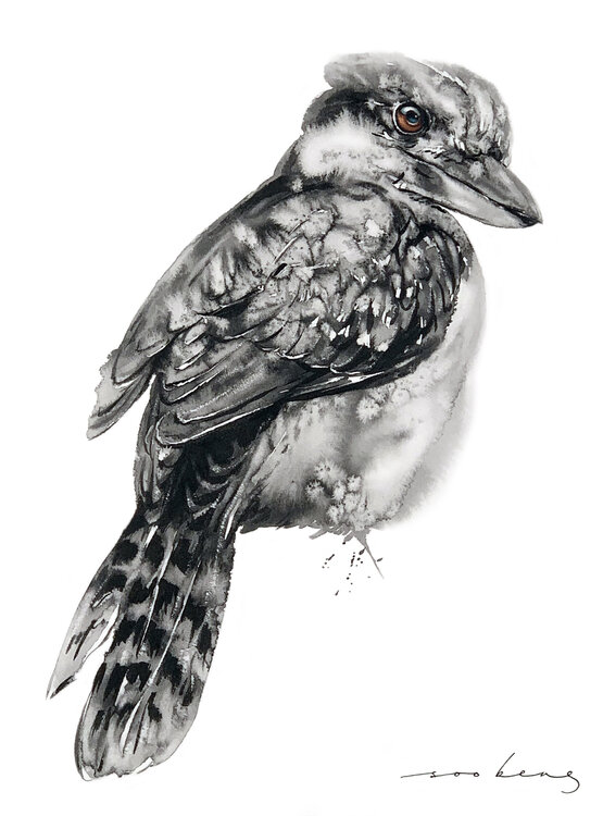Kookaburra2 Soo Beng Lim