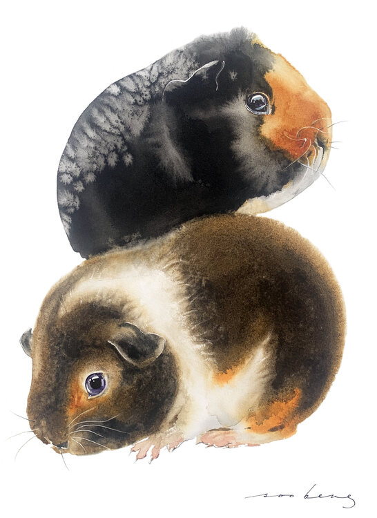 Little Cavies Soo Beng Lim