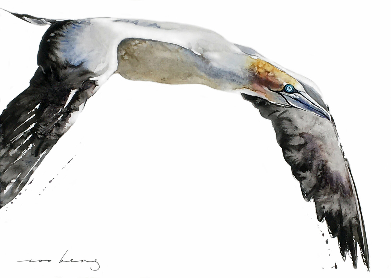 Gannet of the Skies Soo Beng Lim Zeichnungen zu verkaufen
