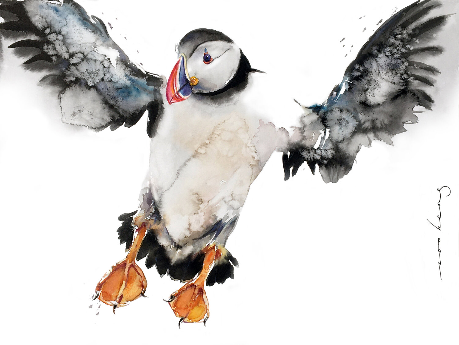 Puffin Display Soo Beng Lim