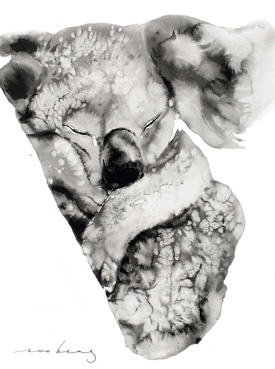 Koala Winks Soo Beng Lim