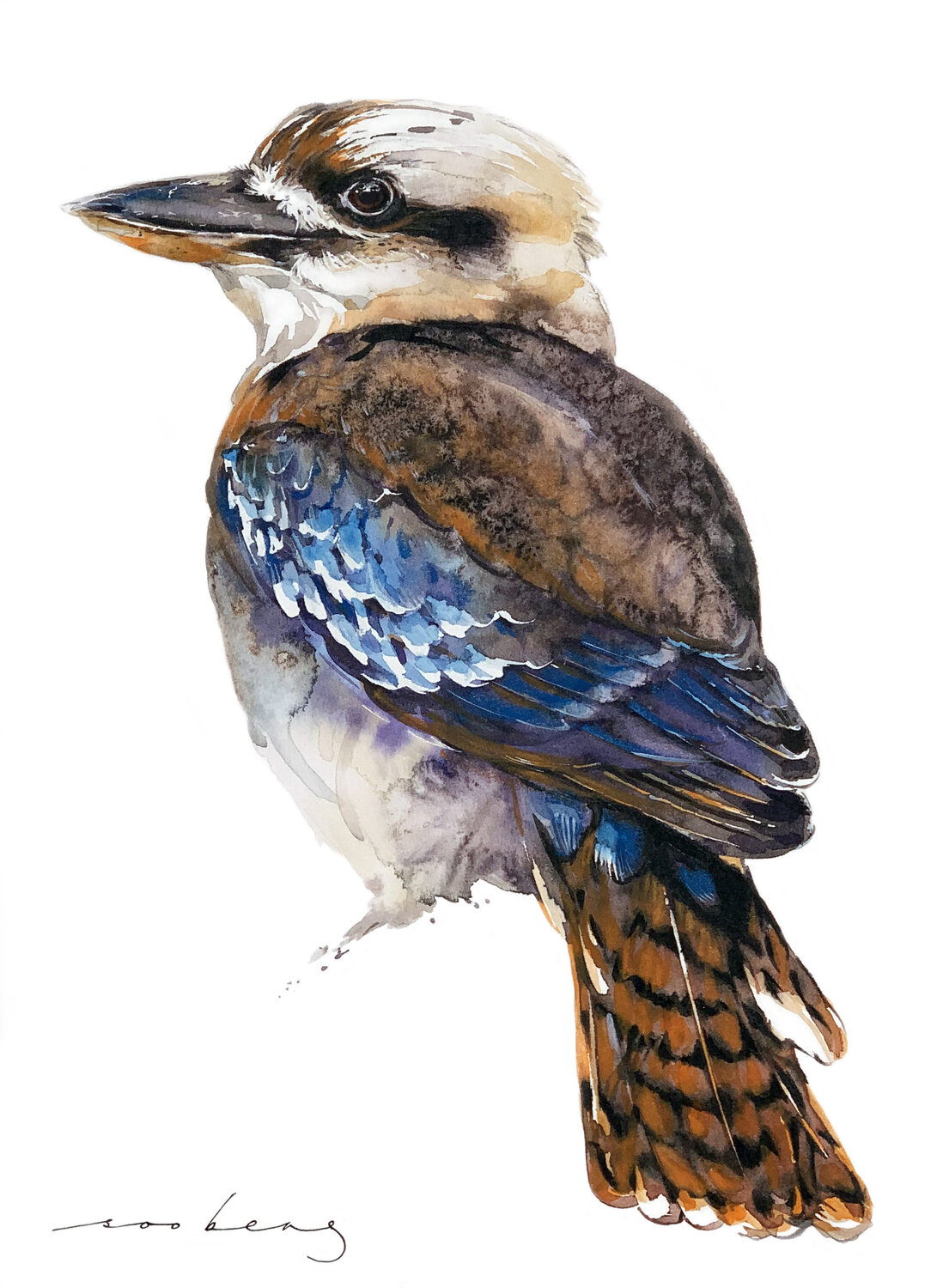 Kookaburra Soo Beng Lim