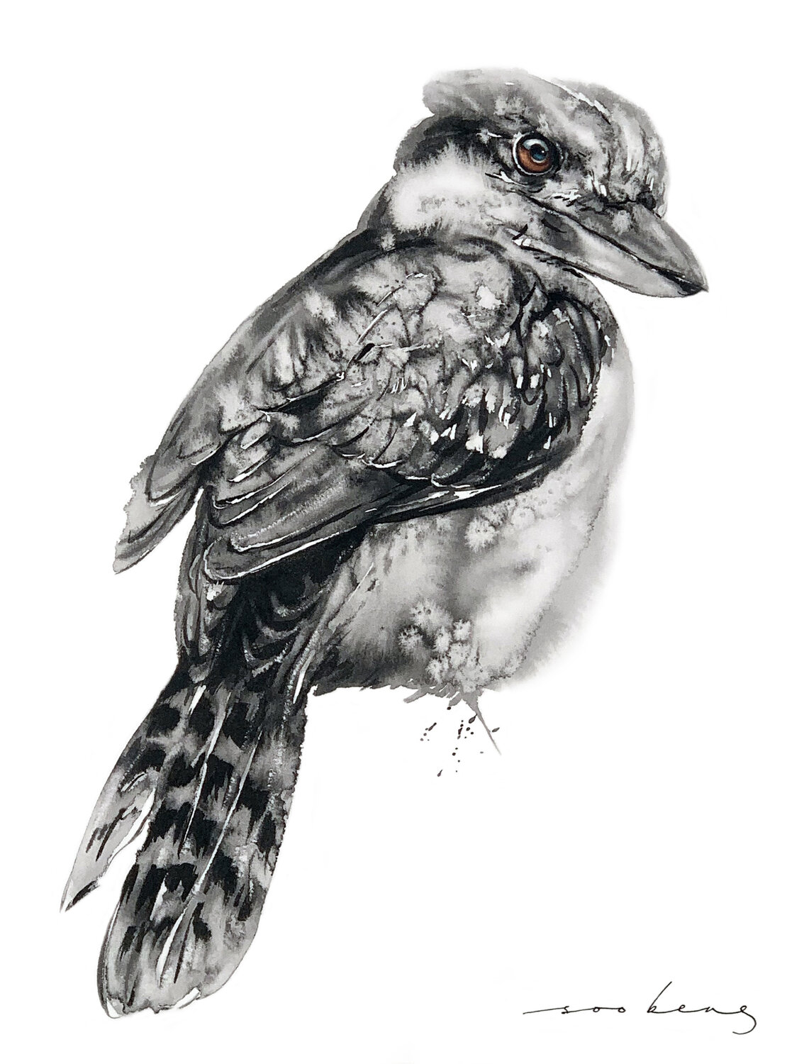 Kookaburra2 Soo Beng Lim