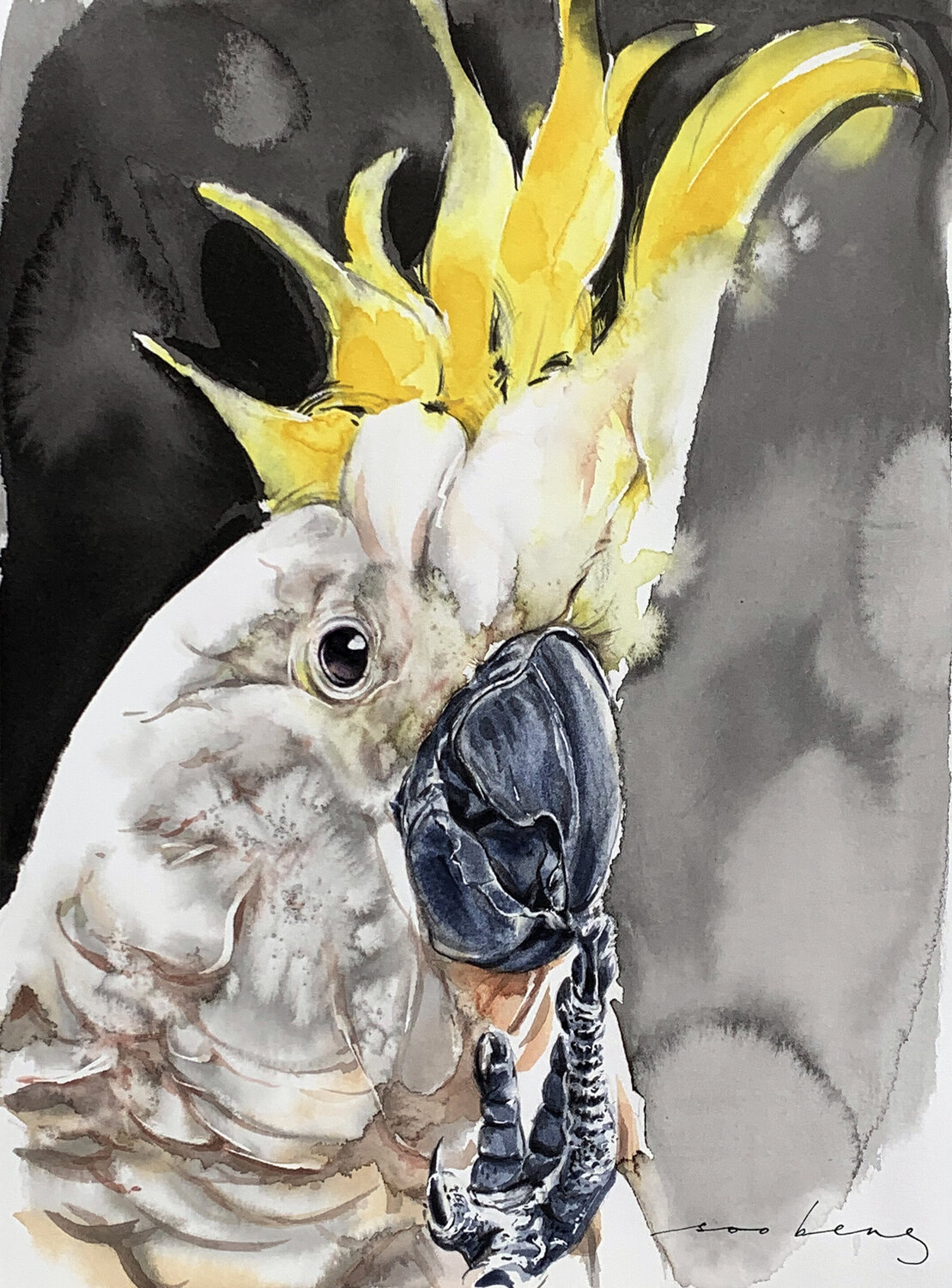 Cockatoo Flair Soo Beng Lim