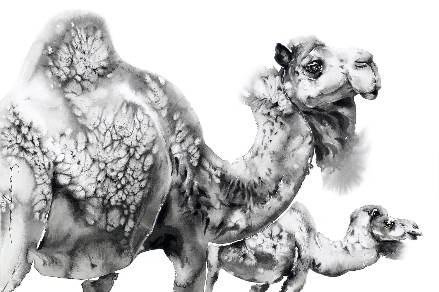 Desert Duo Soo Beng Lim