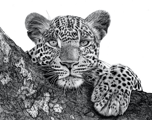 Resting Leopard van Paul Stowe, Tekening te koop op Singulart