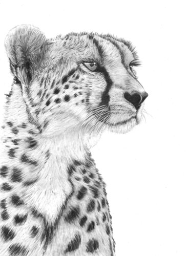 Cheetah di Paul Stowe, Disegno in vendita su Singulart