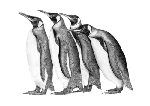 Penguin Parade di Paul Stowe, Disegno in vendita su Singulart