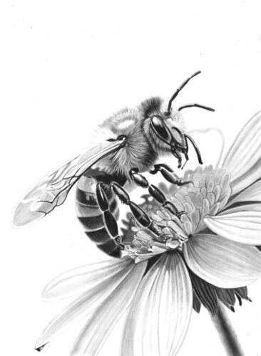 Pollen Collector di Paul Stowe, Disegno in vendita su Singulart