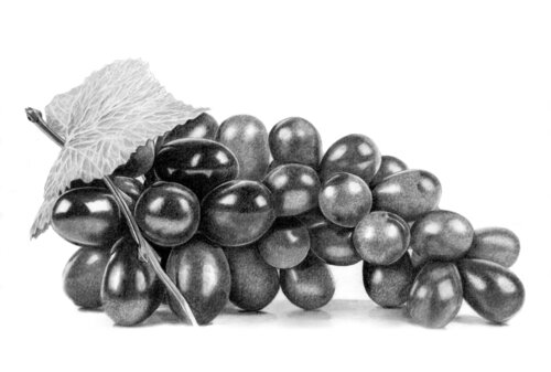 Grapes di Paul Stowe, Disegno in vendita su Singulart