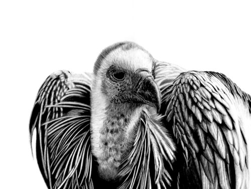 Cape Vulture von Paul Stowe, Zeichnungen kaufen auf Singulart