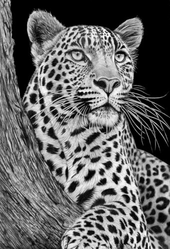 Resting Leopard 2026 di Paul Stowe, Disegno in vendita su Singulart