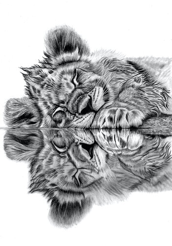 Lion Cub Reflection par Paul Stowe, Dessin en vente sur Singulart