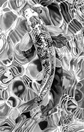Koi Carp by Paul Stowe, デッサン for Sale on Singulart