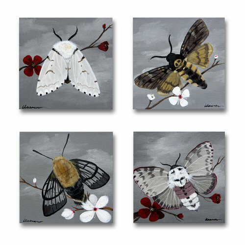 Moths Ilaamen Pelshaw
