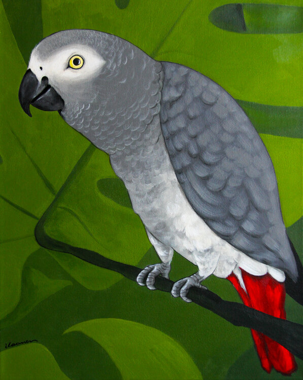 African Gray Parrot Ilaamen Pelshaw