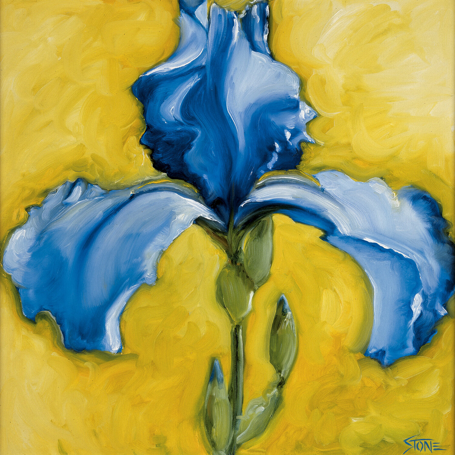 Lone Iris Bill Stone